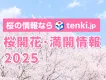 花見シーズンのPRに！天気予報専門メディア「tenki.jp」の桜開花情報を活用