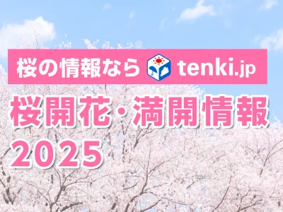 花見シーズンのPRに！天気予報専門メディア「tenki.jp」の桜開花情報を活用