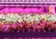 インサイト・レポート「植物工場～国内市場の現状と将来展望～」